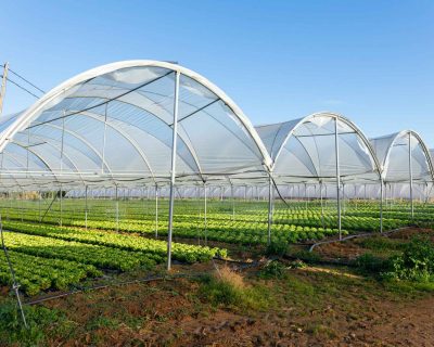 fresh-organic-lettuce-seedlings-greenhouse-outdoors_218872-3159