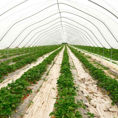 large-spacious-modern-hothouse-containing-strawberries