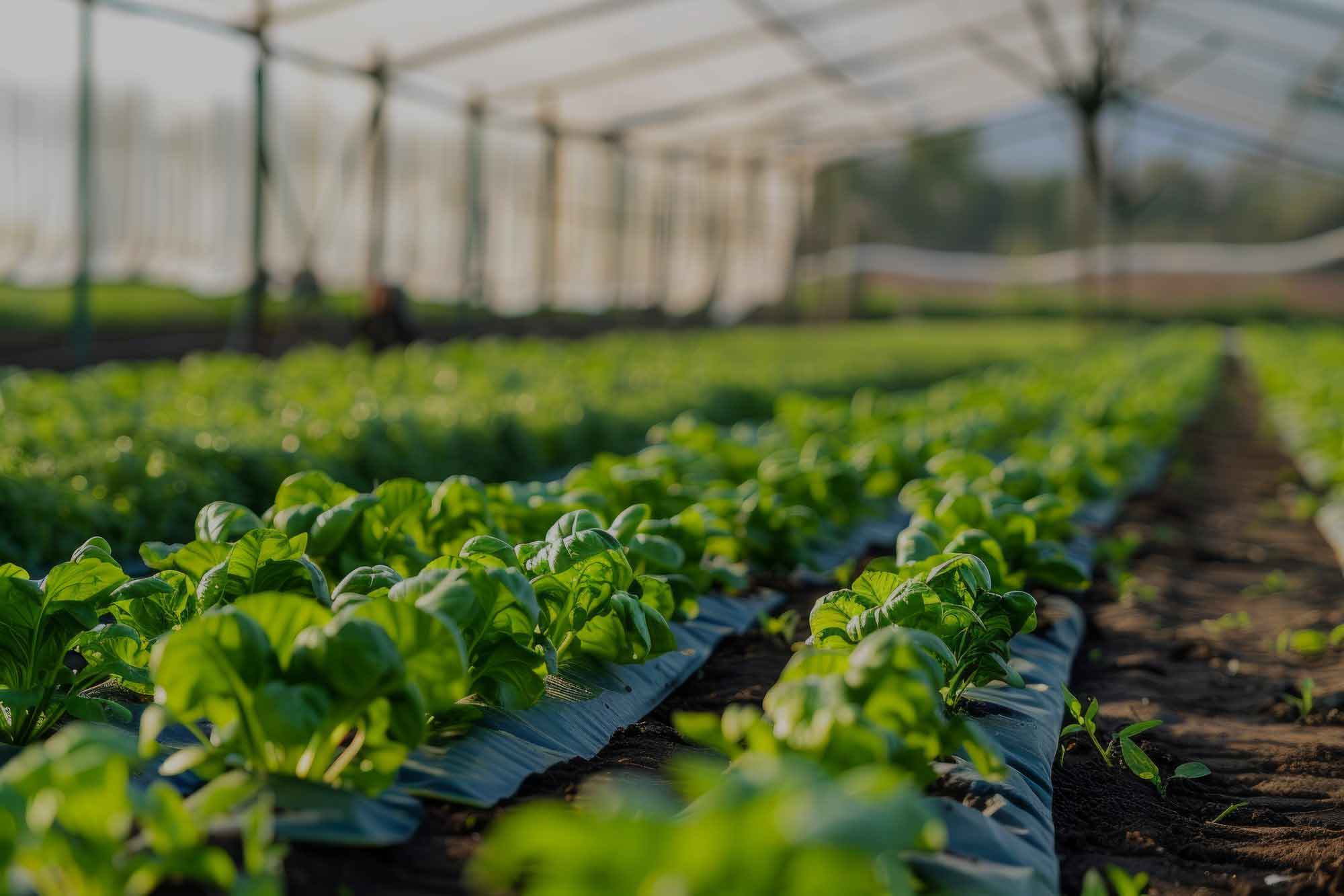 پلاستیک گلخانه ای و مالچ کشاورزی