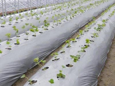 خرید نایلون مالچ با بهترین کیفیت