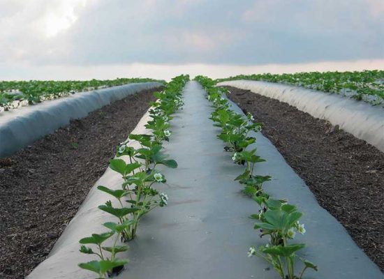 mulch-under-strawberry