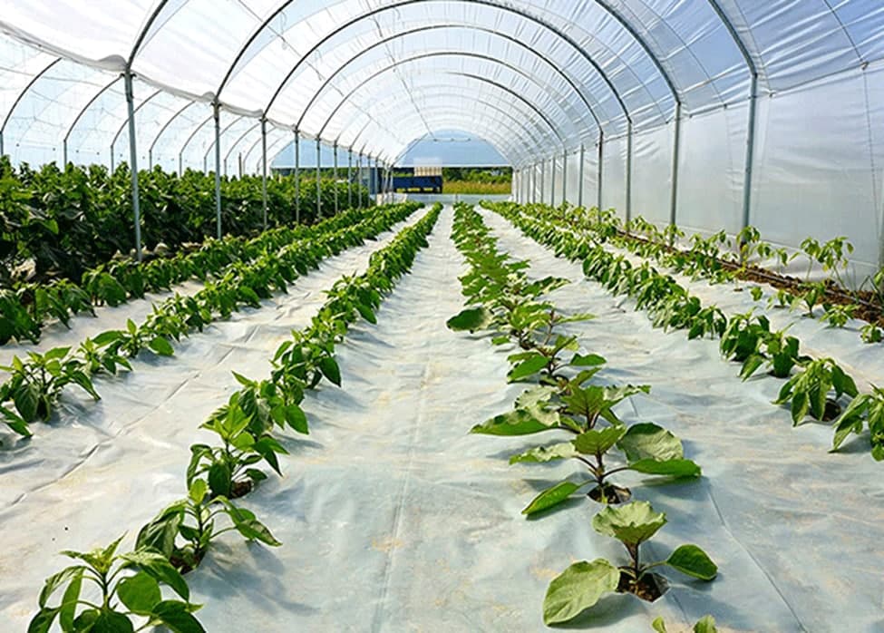 پلاستیک کشاورزی