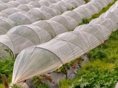 پلاستیک کشاورزی چیست و چه تفاوتی با نایلون گلخانه دارد؟