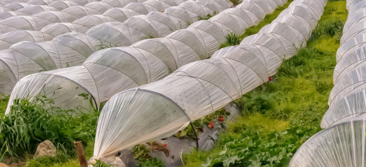 پلاستیک کشاورزی چیست و چه تفاوتی با نایلون گلخانه دارد؟