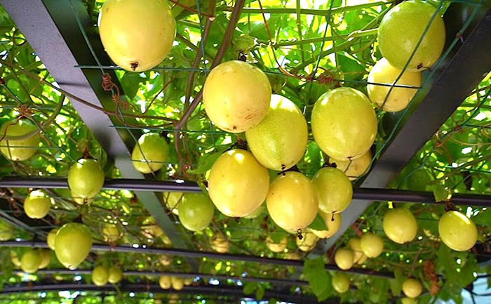 پشن‌فروت گلخانه ای