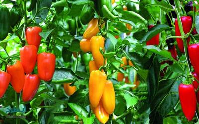 فلفل دلمه‌ای رنگی