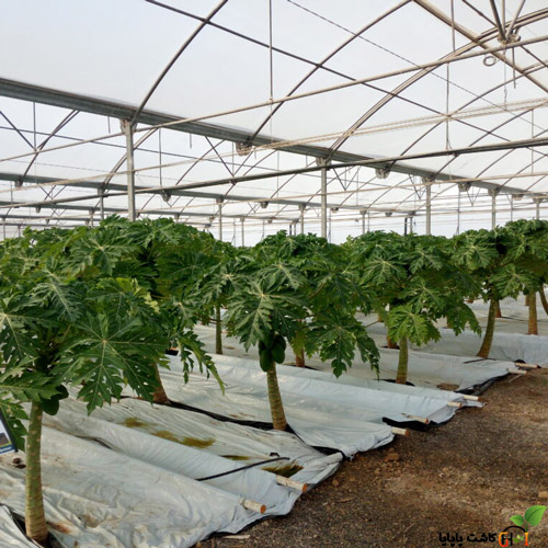 پاپایا گلخانه ای