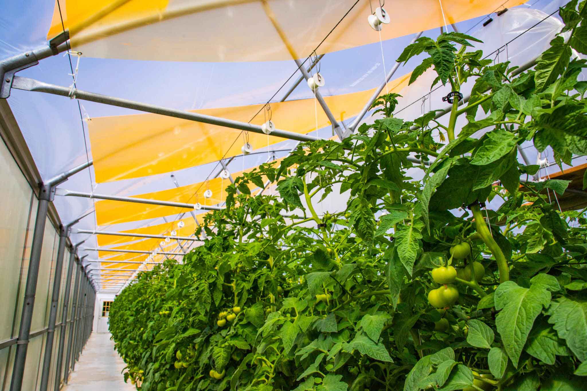 تاثیر کیفیت پوشش گلخانه بر عملکرد محصول | تجربه واقعی گلخانهداران ایرانی