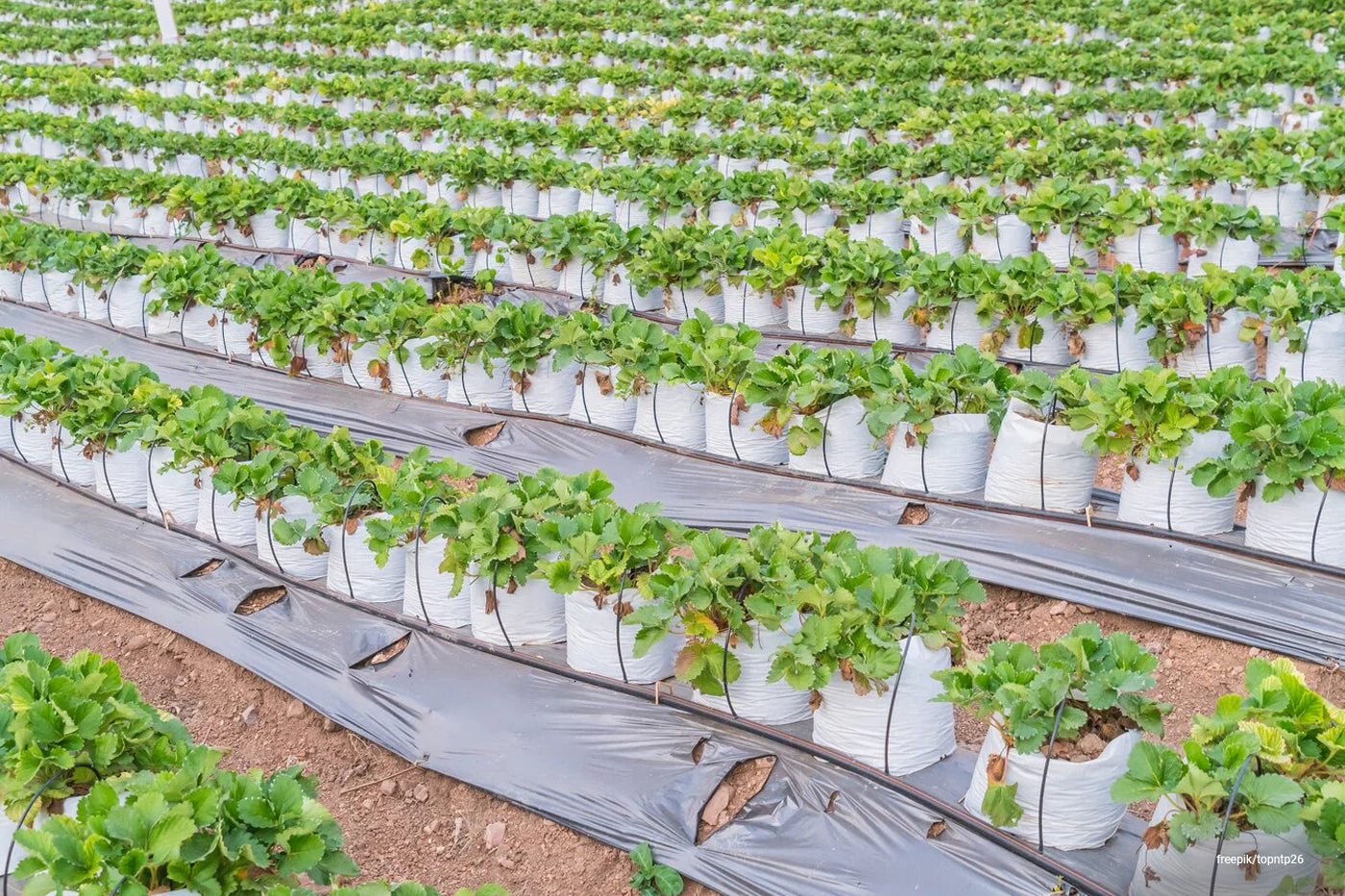 مالچ پلاستیکی