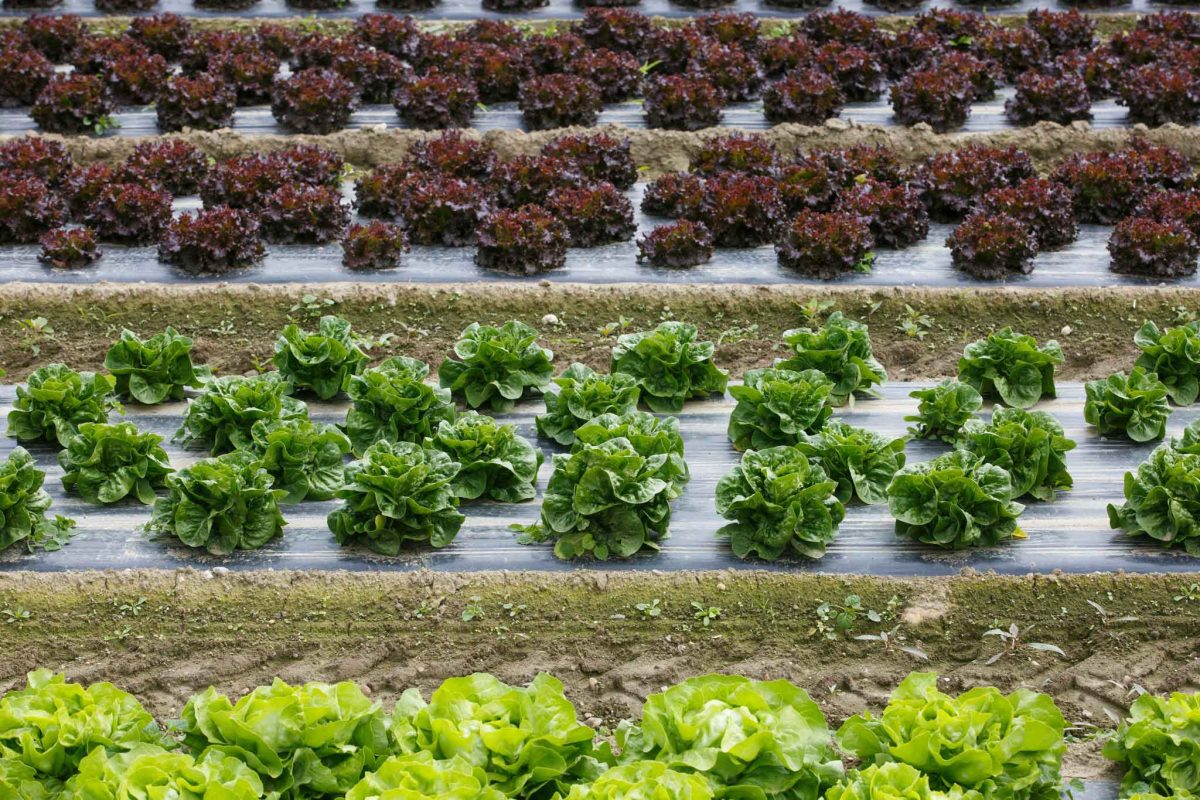 راهنمای انتخاب مالچ پلاستیکی بر اساس نوع محصول (صیفی، باغی، گلخانه‌ای)