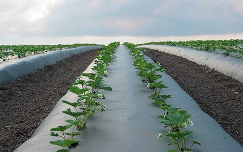 خرید نایلون شیرین