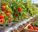 انتخاب مالچ پلاستیکی برای کشت صیفی‌جات